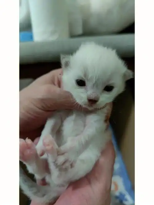 小奶猫起名字啦