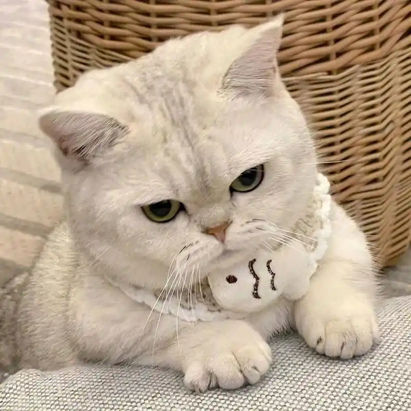 超级可爱的猫咪宠物头像|女生微信头像 #微信头像##头像##头像分享