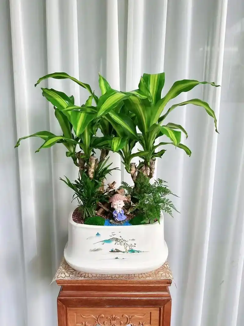 巴西木.#盆栽会带来好运哦 #适合室内养的绿植 #精品盆景  - 抖音