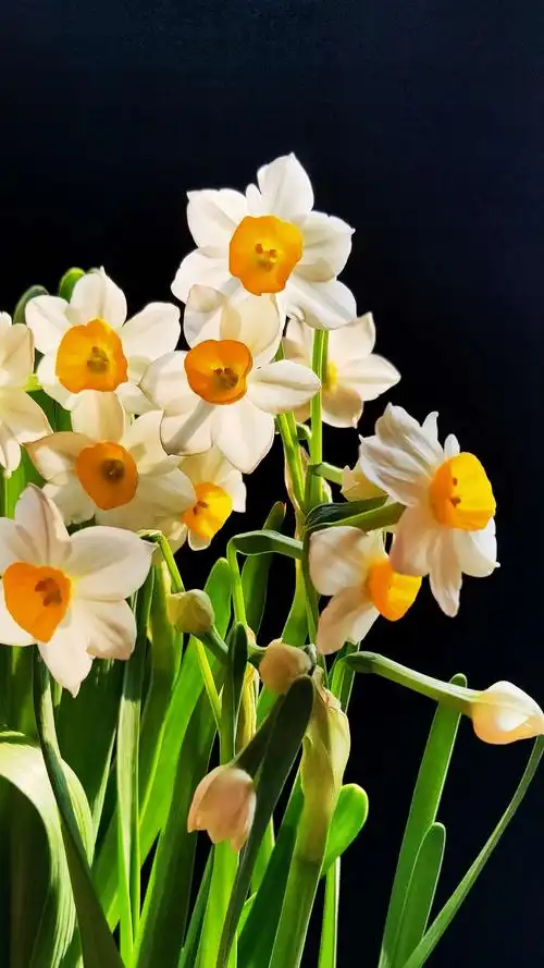 水仙花赞 - 美篇