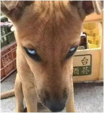 带流浪狗回家,狗狗总摆出凶神恶煞的眼神,让大家都忍不住想笑!