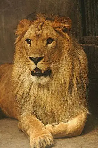 红黄蓝美术教育小班《可爱的狮子》