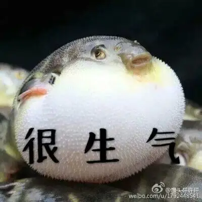 斗图专用表情包.河豚可爱极了.