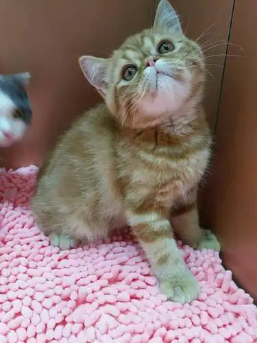 (上海)家有爱宠英短加菲银渐层