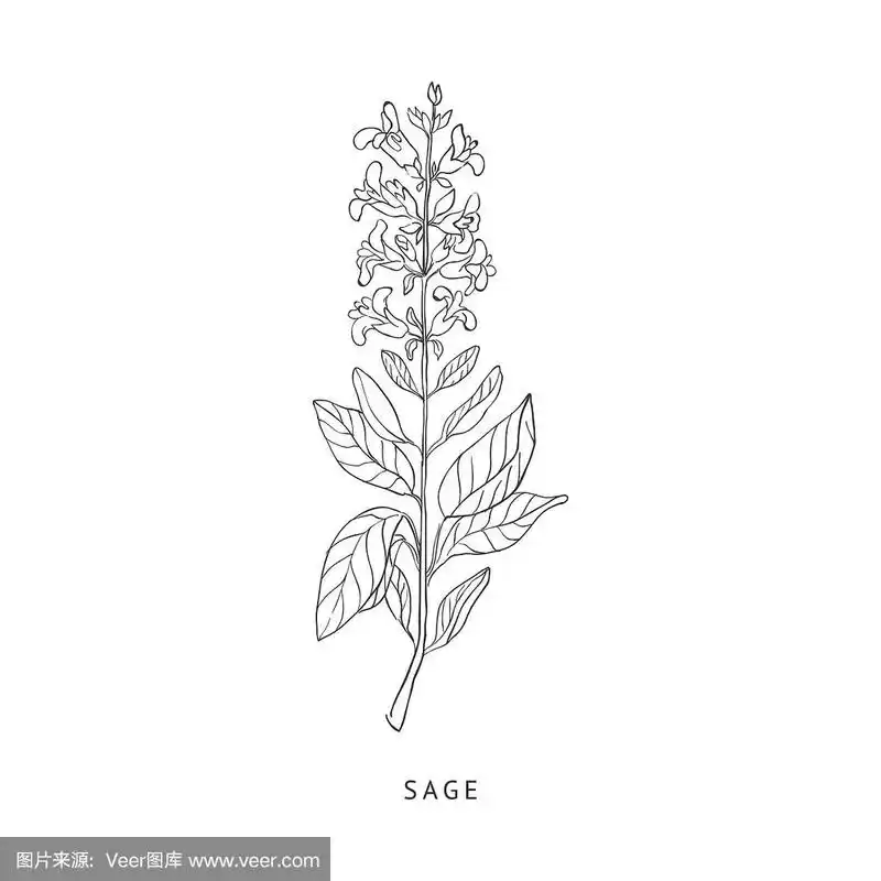 鼠尾草手绘现实素描