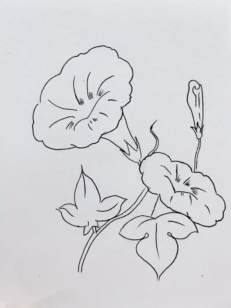 花卉简笔画 牵牛,百合.百合有点难画.