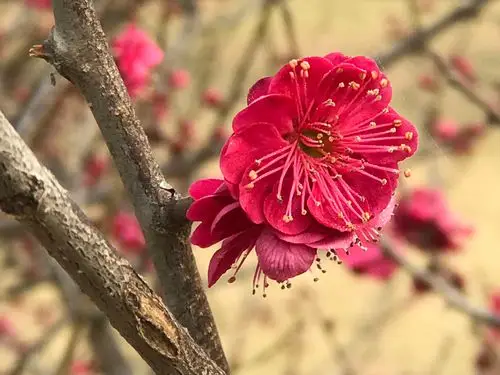 朱砂梅:娇小玲珑花色深红香味浓郁.