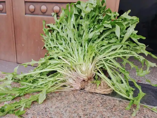 过年每天吃的都好上火,蒲公英是天然的消炎药,谁都能吃,掰一些叶子清