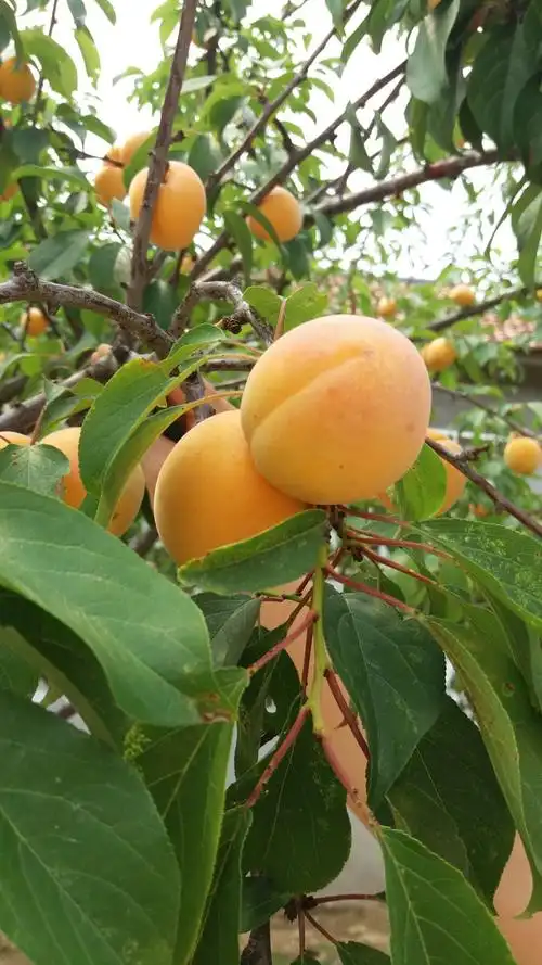 屋前杏梅树 ……2017.7.