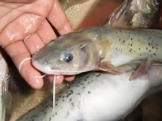 芝麻剑鱼只追求野外生存从未被人工养殖