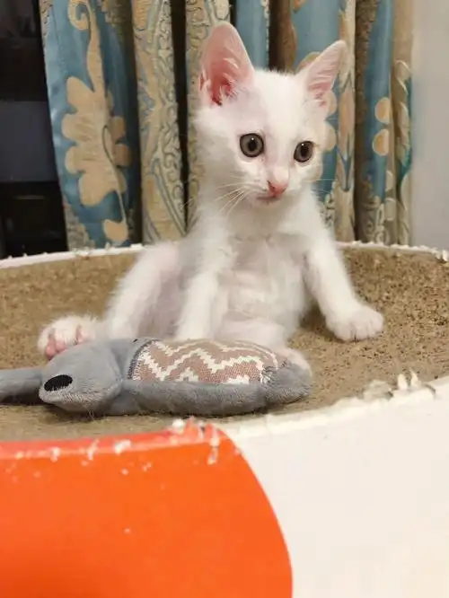 王小贝来家里一个月了,现在毛发越来越白了,皮肤白里透红,拍照自带