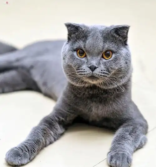 英国短毛蓝猫