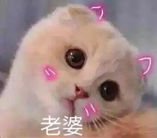 老婆 - 猫咪撒娇卖萌表情包_喵咪_喵星人_怂_萌萌哒表情