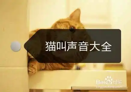 猫叫声音大全