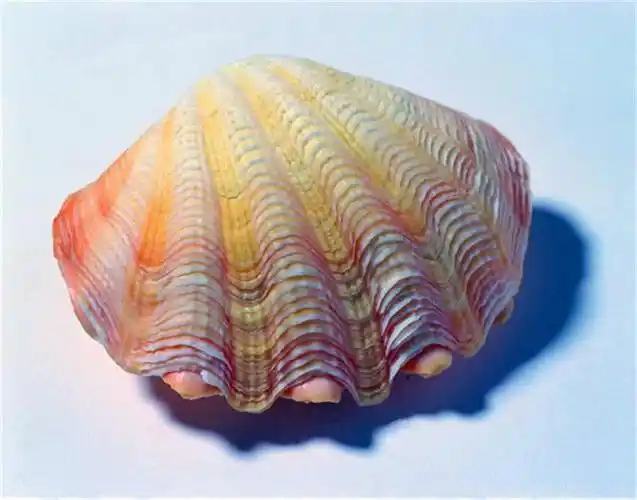 漂亮的贝壳
