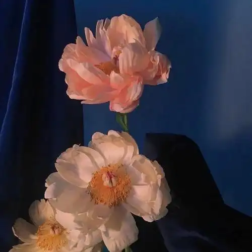 520朋友圈鲜花背景图