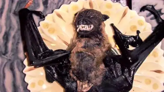 以下这些就是网上流传的吃蝙蝠的照片,看过之后,你不觉得这些人很无知