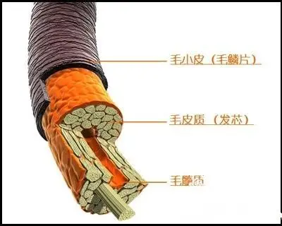 女人养发,必须重视保护毛鳞片!