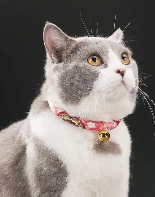 日本和风猫咪项圈猫铃铛狗狗刻字猫圈颈圈脖圈猫绳子项链宠物用品-t