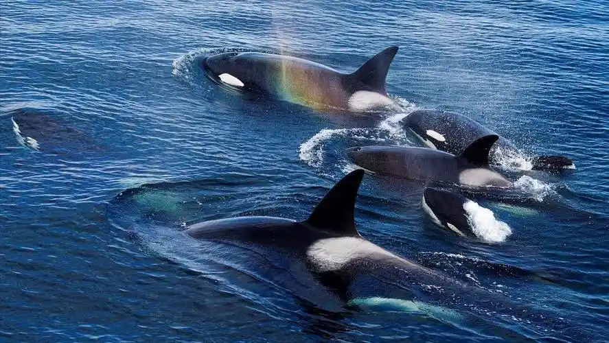 小知识海洋生物图片及名称大全深海中8个最可怕的海洋生物