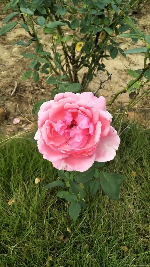 今天市内一日游看看我拍的花好漂亮