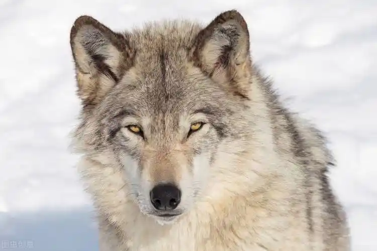 三江源的母狼王艾玛死了!原来狼族内部也有争权夺利的阴谋诡计