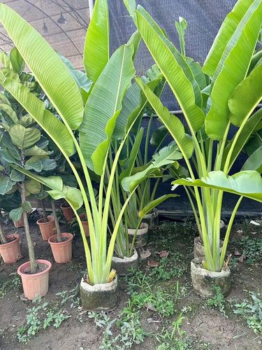 大型室外美人蕉走廊庭院大园阳台耐养易活天堂鸟定制 单棵/旅人蕉11
