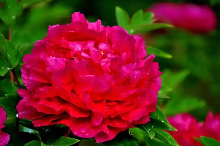 雨后牡丹花争艳 - 美篇