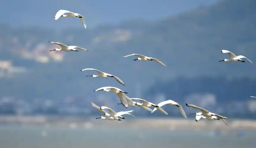 闽江口湿地成鸟类天堂