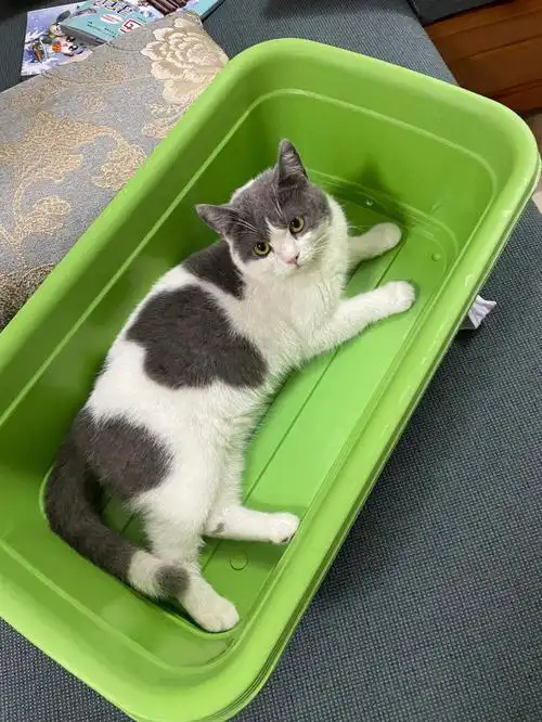 蓝白英短成长记