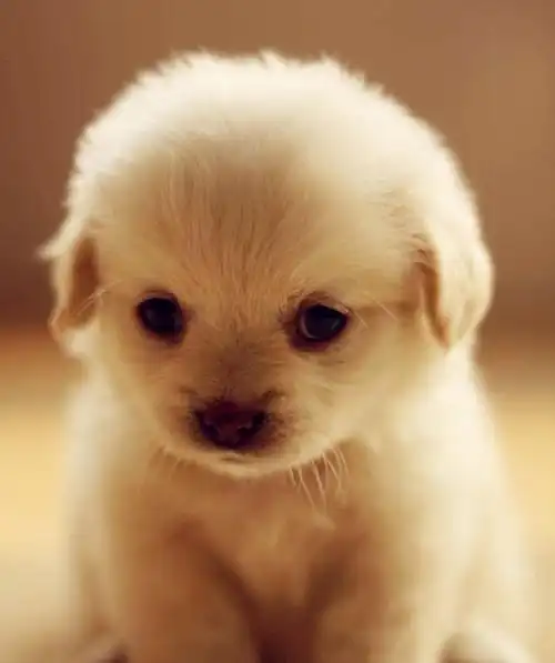 这个狗狗是什么品种啊?_百度知道