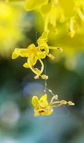 不甘寂寞的枸骨花