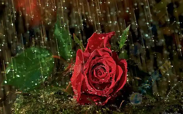 雨水中红色玫瑰花高清图片下载