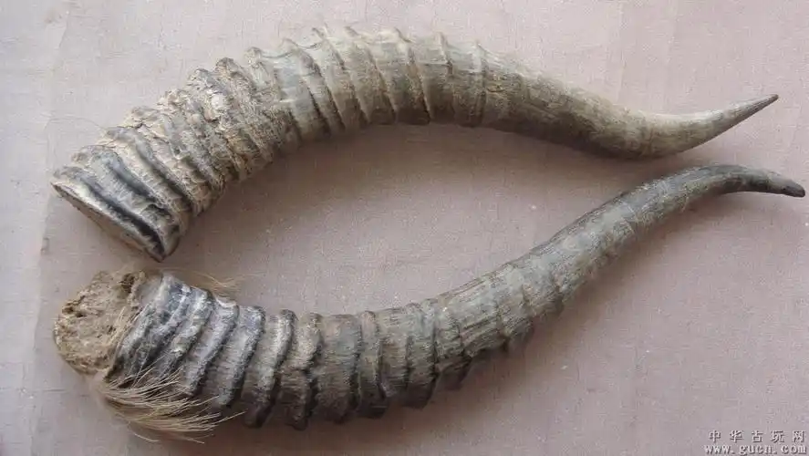 藏羚羊角真伪识别图片