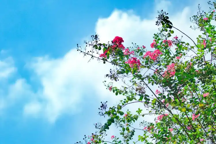 蓝天白云下的紫薇花