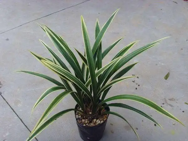 金边兰花一棵多少钱金边兰草图片及价格