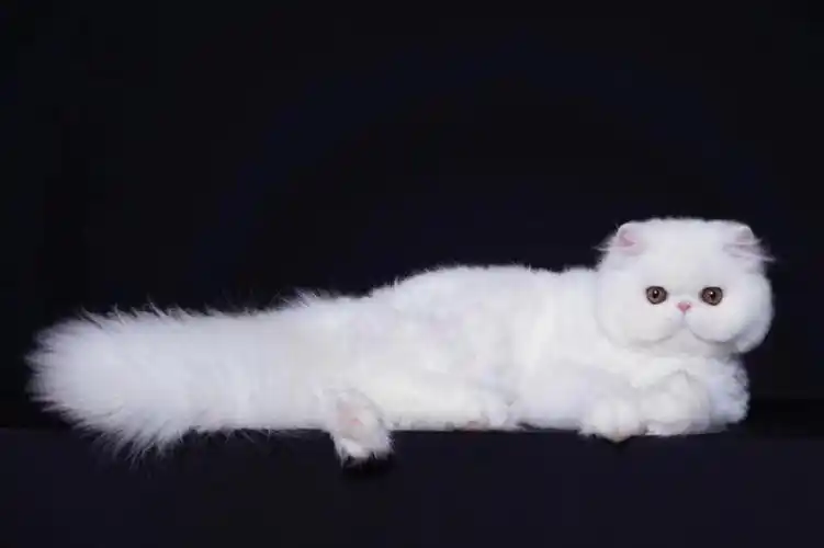 [玫瑰][玫瑰][玫瑰]纯白波斯弟弟,5个月实猫更好看,很胖一只