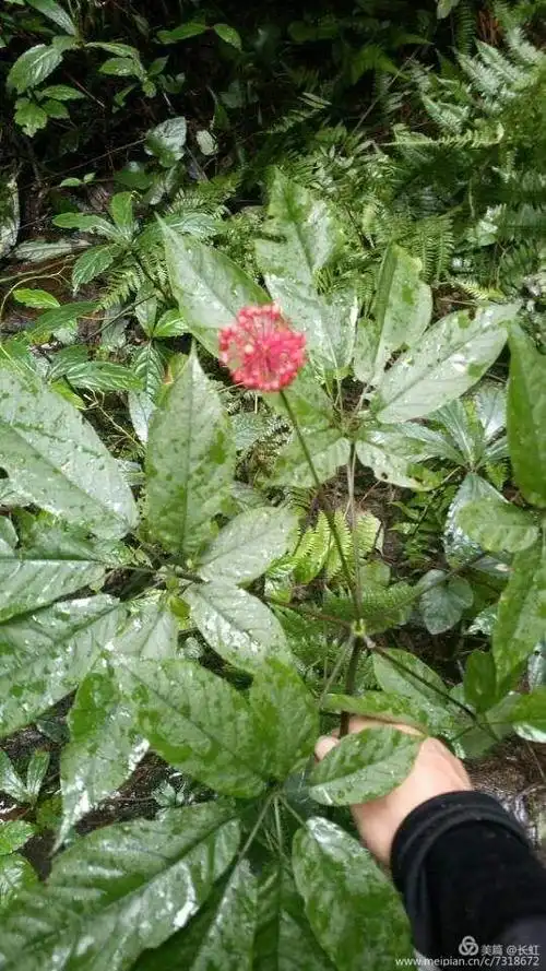 其它 也说那些叫三七的 写美篇景天三七  费菜,土三七;;旱三七