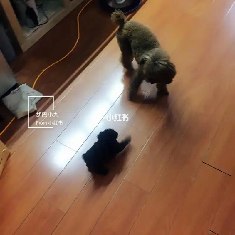 胡巴:妈,此乃何物? 我:这可能是个大耗子_猫_宠物