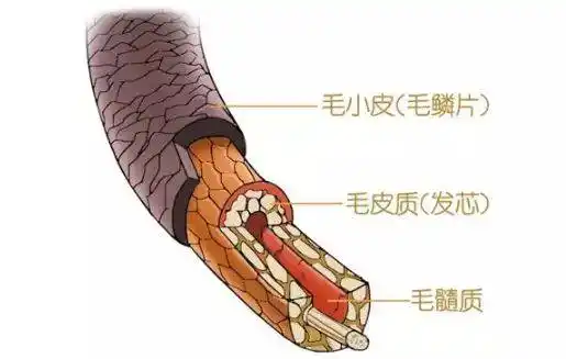 其实,主要原因是头发毛鳞片受损了.