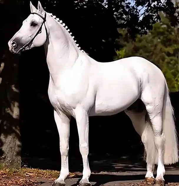 回顾世界上名贵的前5大名马汗血马居然排不进前二第一名价值4亿