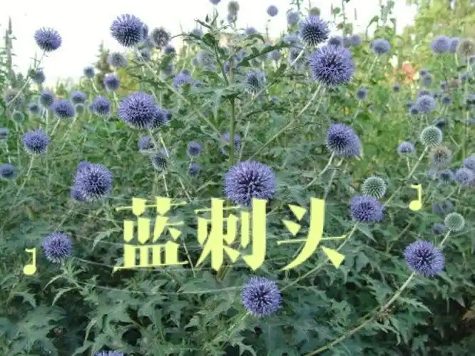 蜜源植物蓝刺头