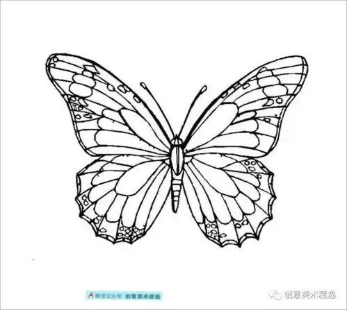 线描蝴蝶黑白装饰图案 - 搜狗图片搜索