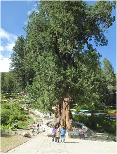 由广东援助建立,成了西藏林芝特色旅游点|园林|柏树|巨柏_新浪新闻