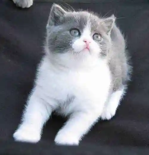 英国短毛猫丨蓝白