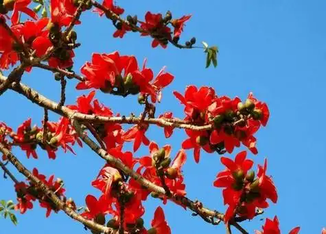 木棉花几点钟开花