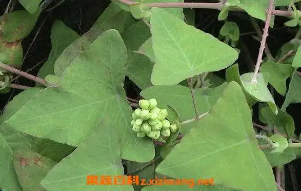 三角刺草药的作用与用途三角刺草药的药用价值