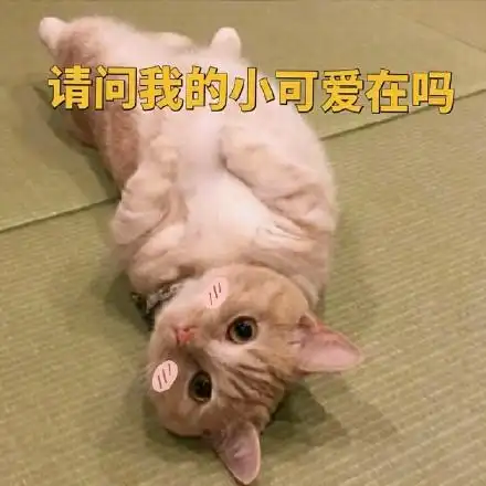 请问我的小可爱在吗 - 一只小橘猫的表情包_猫咪表情