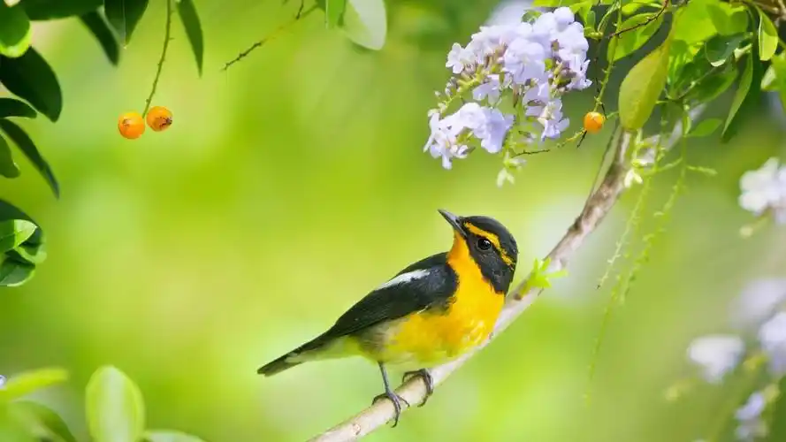 大自然一角小鸟停留唯美特写风景图片