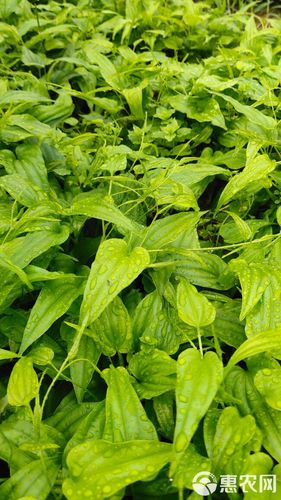 百部种苗,九重根苗